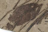 Fossil Leaf (Decodon?) - McAbee, BC #226047-1